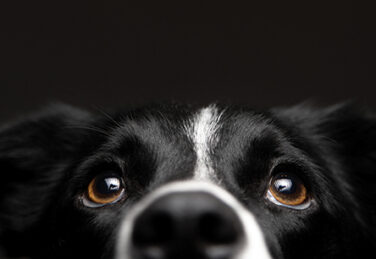 a portrait of a black and white border collie dog set amongst a black background