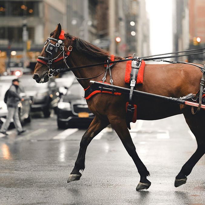 Horse-drawn Carriages