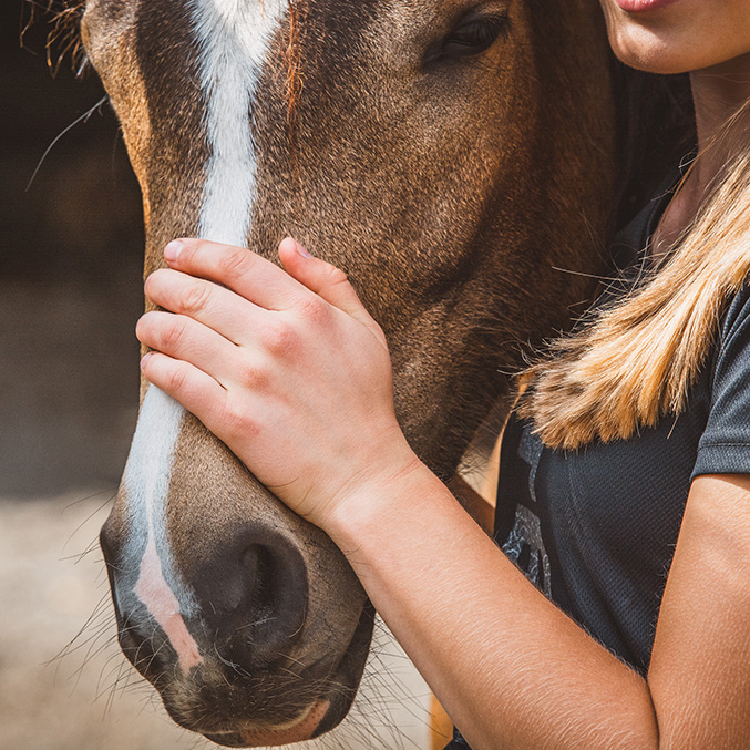 Homes for Horses Coalition