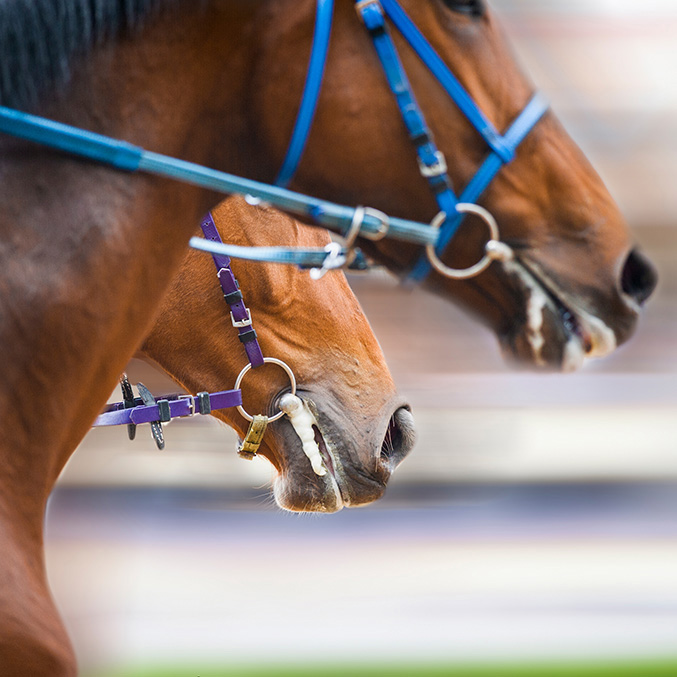 Horse Racing