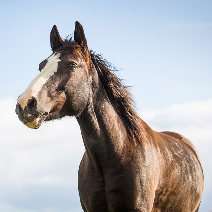 Horse Slaughter