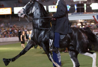 Gaited horse at a competition with soring boots on front feet