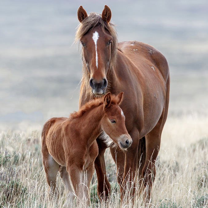 Wild Horses and Burros