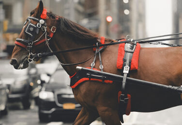 carriage horse on city street