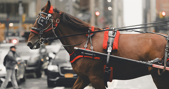 carriage horse on city street