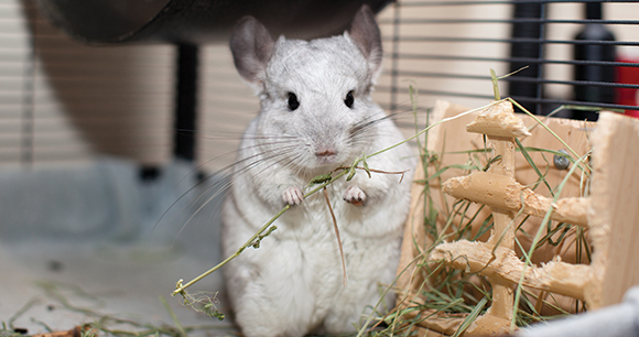 a chinchilla eats grass in a laboratory cage
