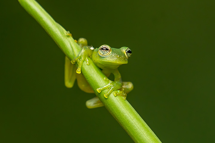 a green frog with large eyes sits on a plant