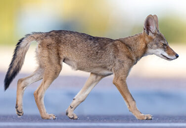 a coyote walks across a paved street