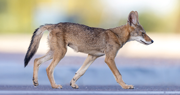 a coyote walks across a paved street