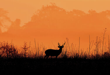 a deer silhouette in a field against an orange-tinged sky