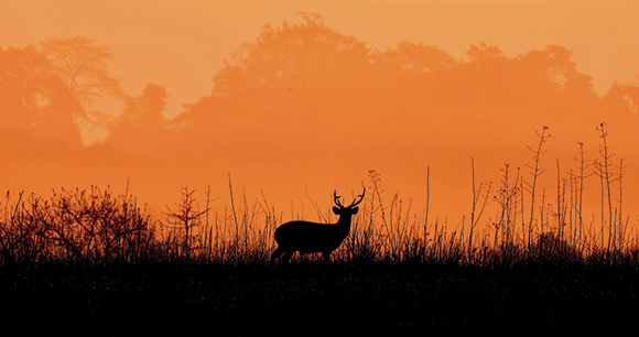 a deer silhouette in a field against an orange-tinged sky