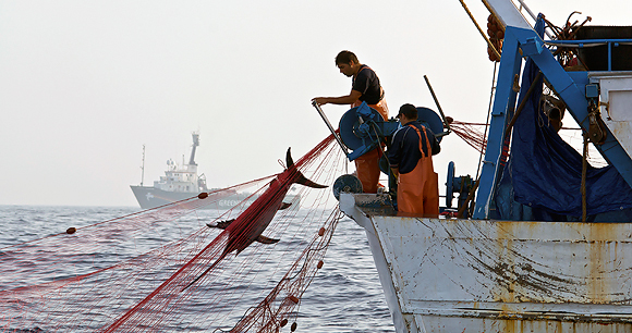 a large swordfish caught in a driftnet and being hauled onto a fishing vessel