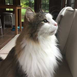 cat on couch looks towards window