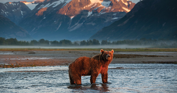 a grizzly bear stands in shallow water against a mountainous backdrop
