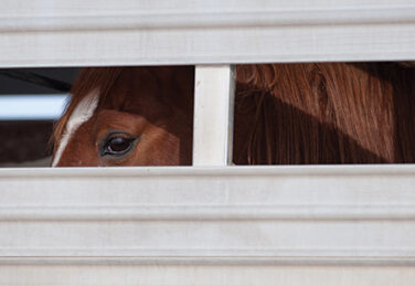 a close up of a horse in a transportation trailer