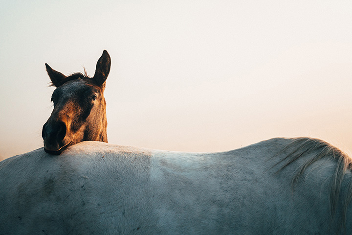young horse resting head on mare's croup