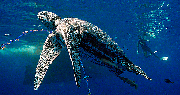 a sea turtle swims in the ocean with a long line fishing hook stuck in him, while a diver in the background trails him