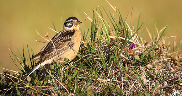 a longspur bird sits atop a grassy mound