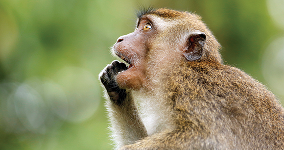 a macaque intensely stares up into a tree