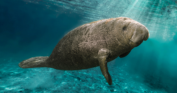 a manatee swims in shallow water