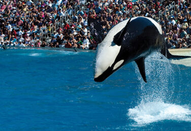 an orca performs a flip in front of an audience
