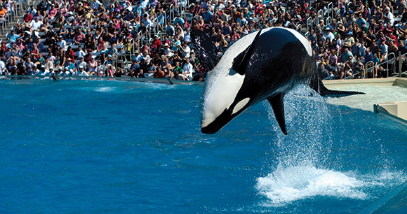 an orca performs a flip in front of an audience