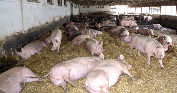 pigs inside a housing enclosure at a pig farm