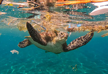 a sea turtle swims amongst plastic debris