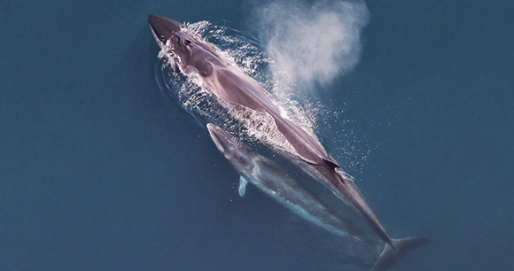 sei whale mother and calf swim at the ocean's surface