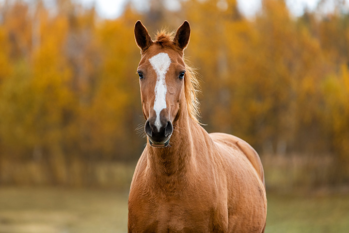 chestnut horse standing in field