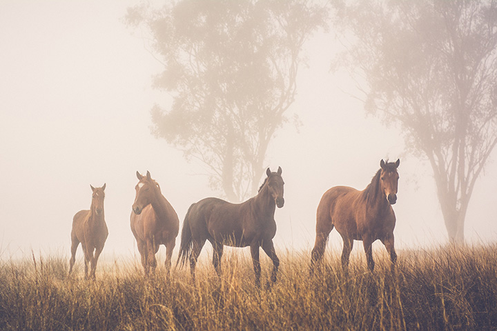 four horses standing together in morning mist