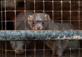 Two minks in a cage in a fur farm in Italy.