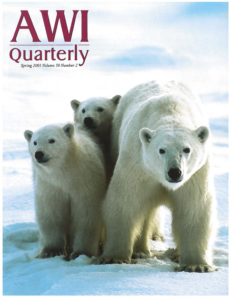 a polar bear mother, with her two cubs, walk across the snow
