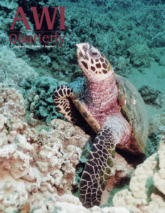 a sea turtle underwater near a coral reef