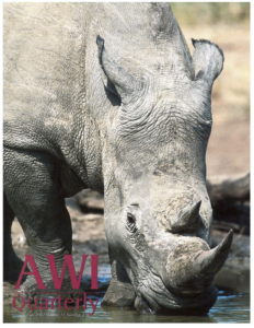 a white rhino drinks from a pool of water