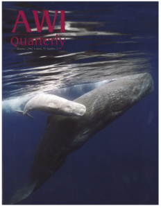 a rare 13-foot-long white sperm whale calf swims with his mother