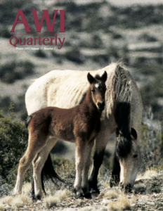 A wild horse mare and her foal closely stand together to graze