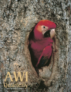 a Scarlet macaw (Ara macao) nesting in a tree cavity in Peru