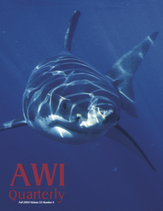 a great white shark (Carcharodon carcharias) swimming Australia’s Neptune Islands