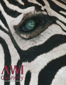 a close up image of the green eye of a Grants Zebra (Equus burchellii) in Botswana
