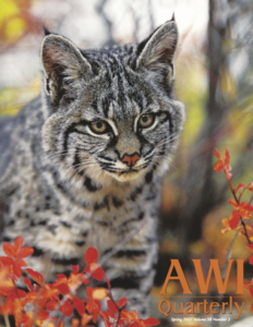a bobcat hunts prey