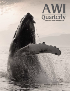 humpback, shown breaching in Alaskan waters