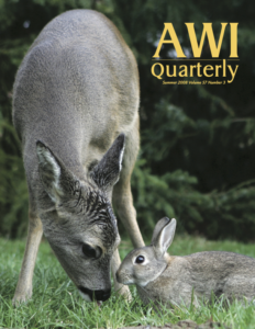 a deer and rabbit formed an interspecies bond, when the fawn was orphaned