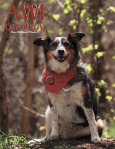 An Aussie-Heeler mix,  wearing a red bandana, happily sits on a trail in the woods