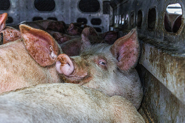 a pig in a crowded trailer looks into camera