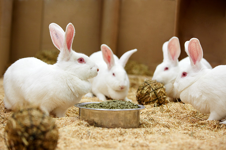a group of lab rabbits in their enclosure with enrichment materials