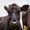 black cow face