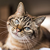 cat face