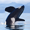 orca breaching