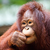 ape eating a snack